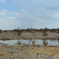 Road trip Namibie #8: Etosha 