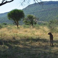 Road trip Namibie #9: Otjiwarongo, la réserve d'Okonjima et le plateau de Waterberg 